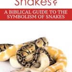 Dreaming of snakes - Spiritual meaning
