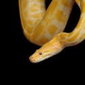 lots of snakes in dreams meaning in islam