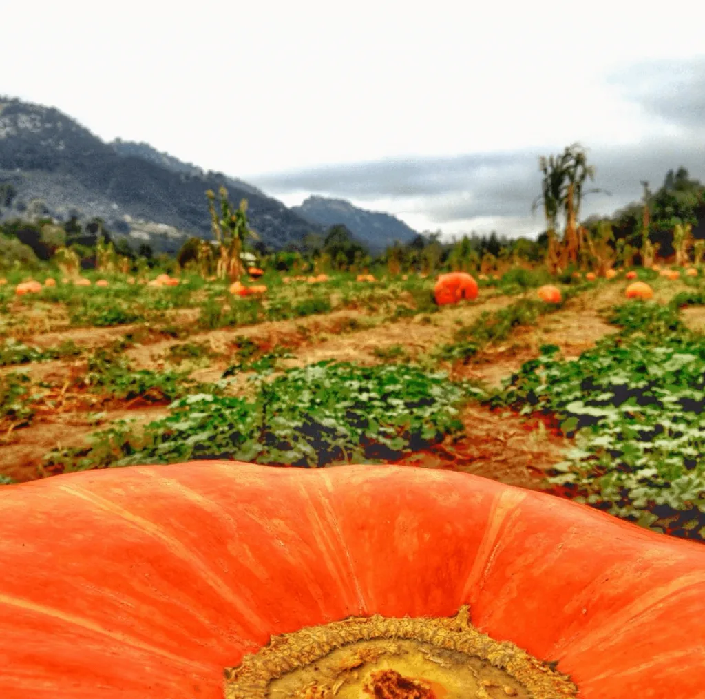 Visiting a pumpkin batch is a great halloween alternative - Bates Nuts Farm 