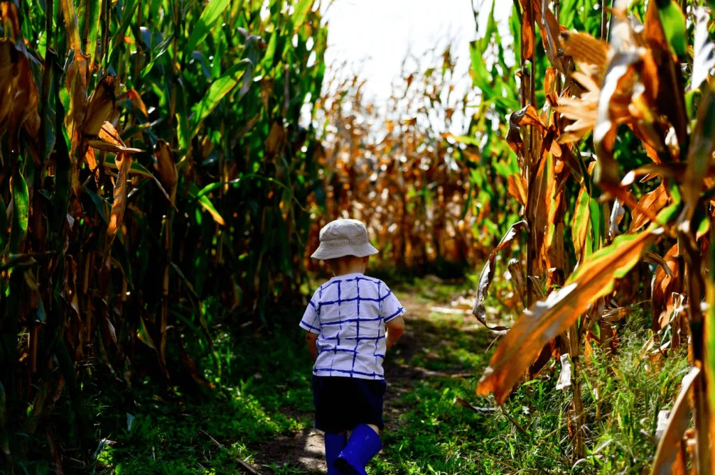 Going in a corn maze for alternative ways to celebrate halloween