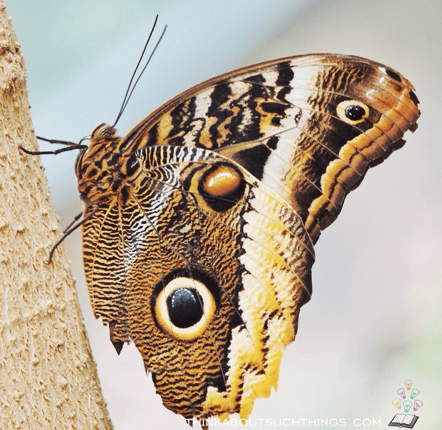 Beautiful butterfly on tree