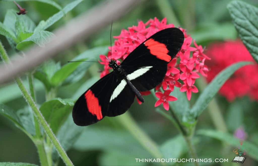 Black butterfly on flower 