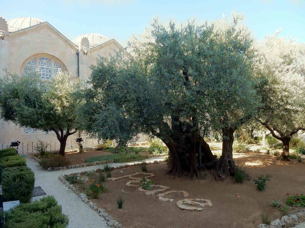 Olive Trees in the garden of Gethsemane