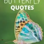 Inspirational Butterfly Quotes