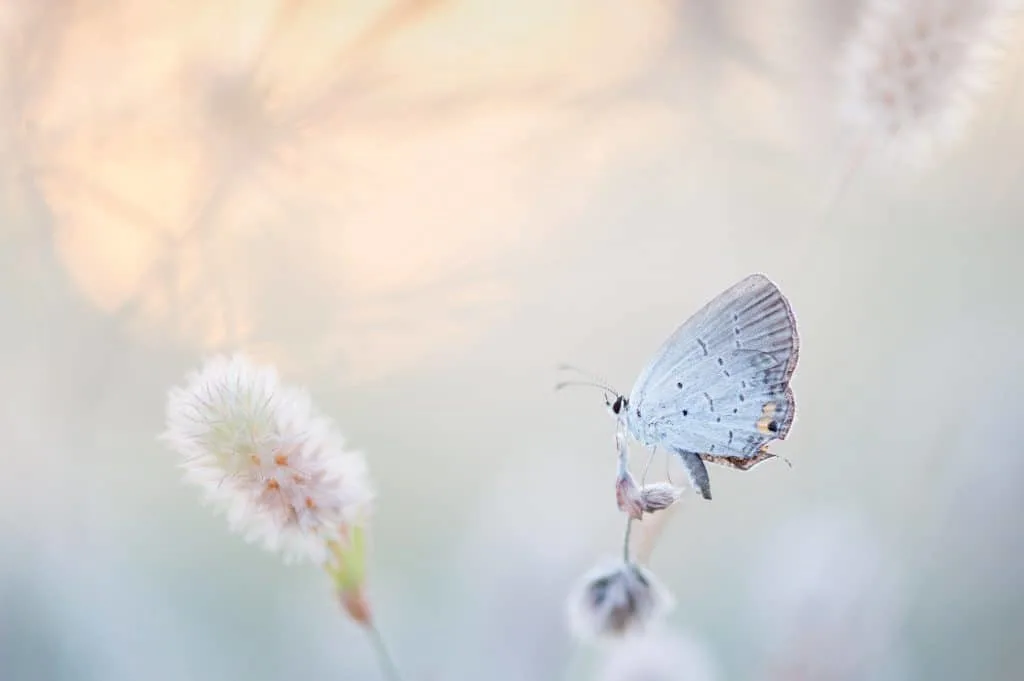 White butterfly meaning in dream