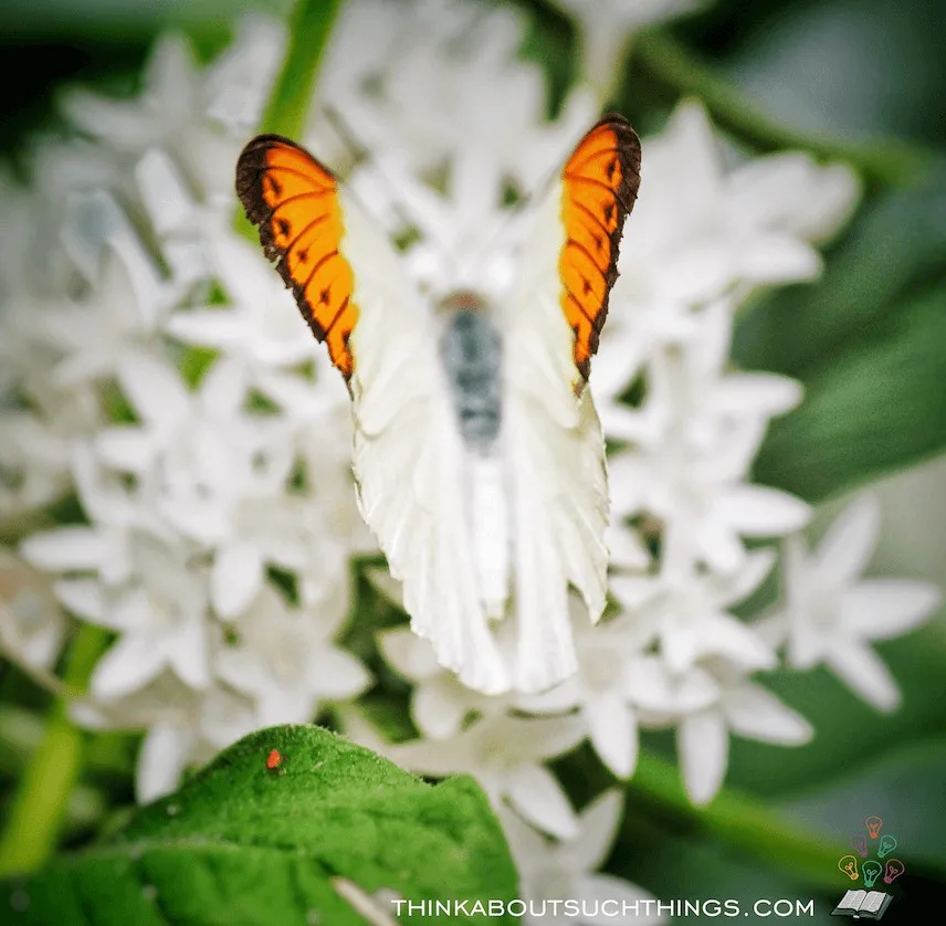 white butterfly - Bible meaning