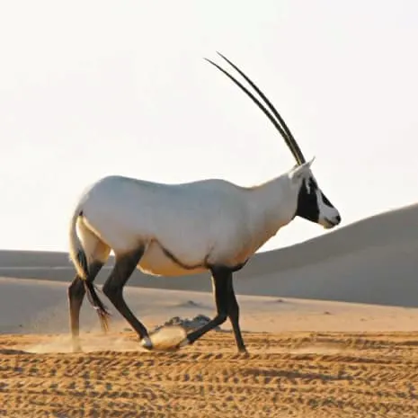 Picture of an Arabian oryx with long horns. Some believe they could be the unicorns mentioned in the bible