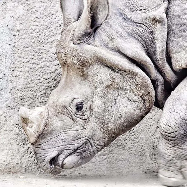 Picture of a gray rhino. Were rhinos the unicorns we see in scripture?