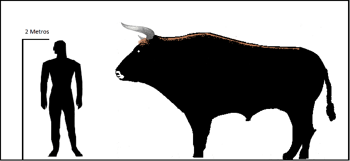 Size chart of Aurochs. Could they have been the unicorns of the Bible?