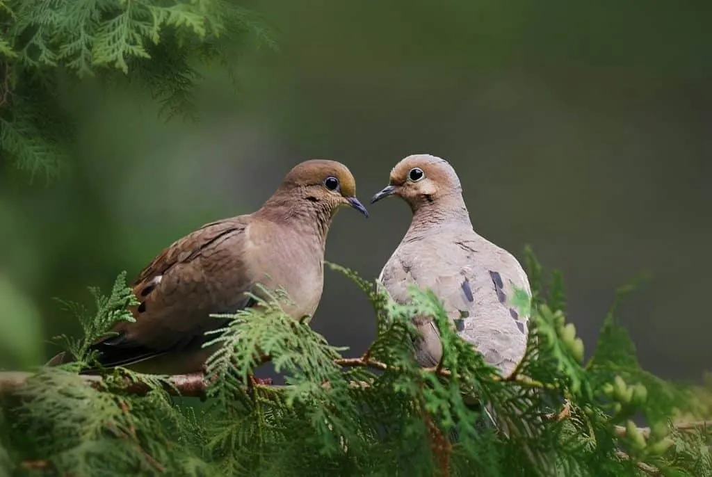 mourning doves symbolism