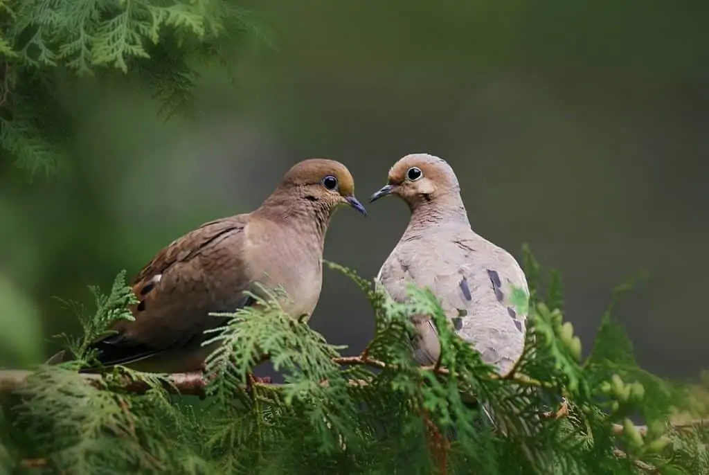mourning doves symbolism