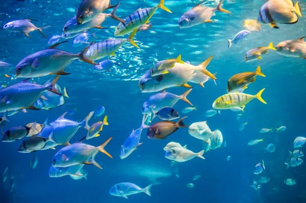 fish in the dream means (school of fish)