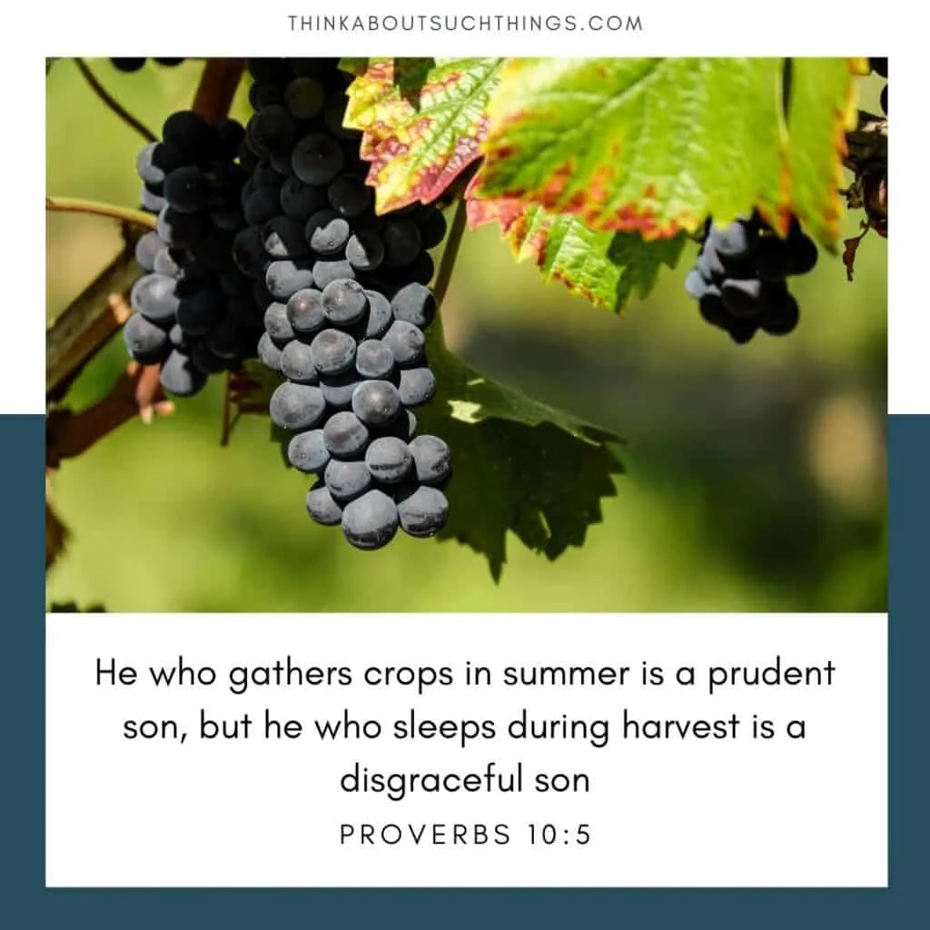 summertime verse Proverbs 10:5