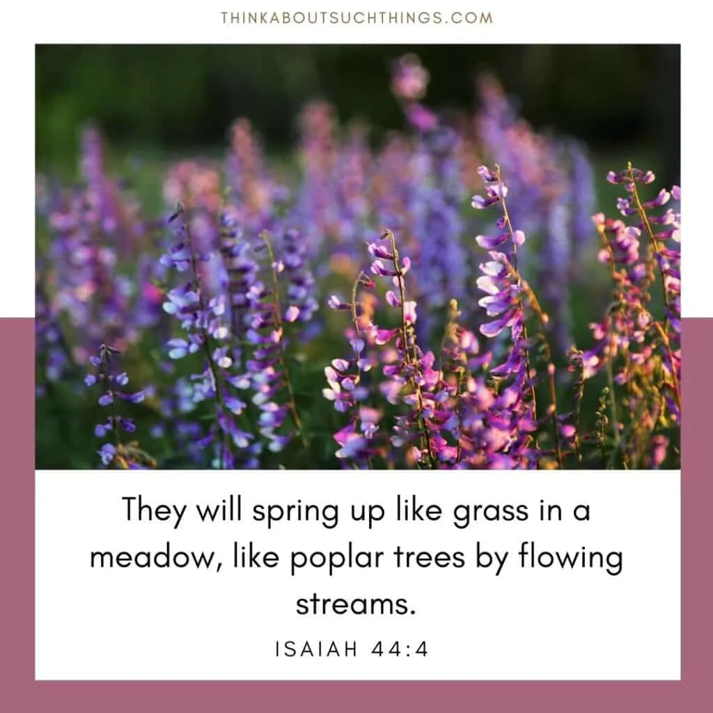 Scripture about spring - Isaiah 44:4