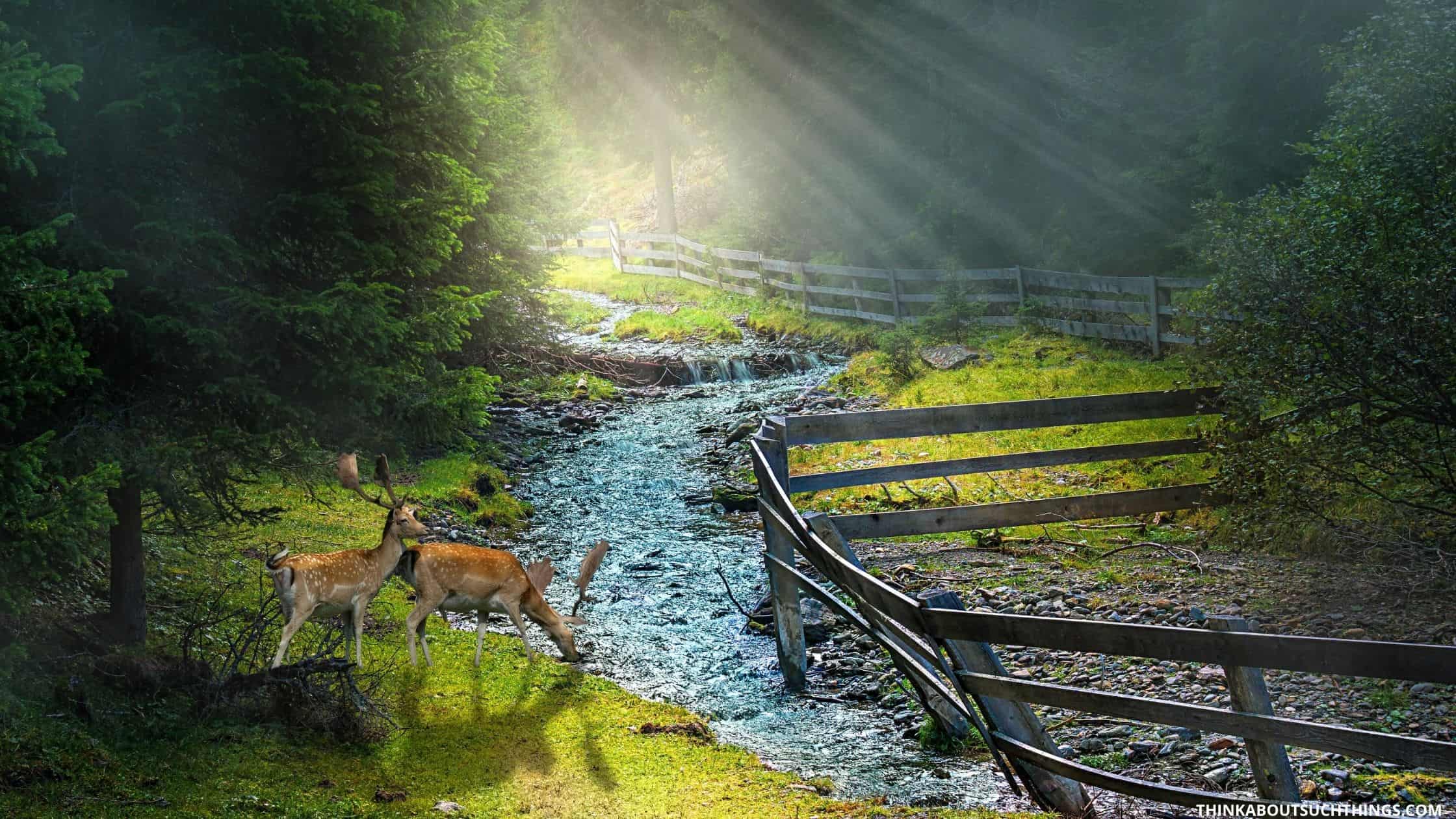 Psalm 42 1 The Meaning Behind As The Deer Pants Think About Such Things