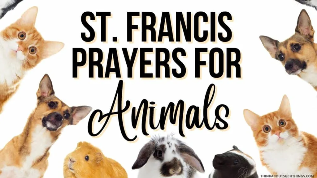 St francis of assisi prayer for animals