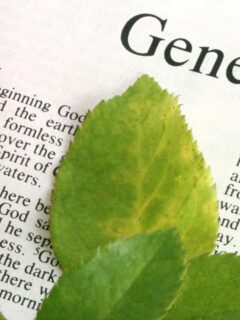 genesis outline for Bible study