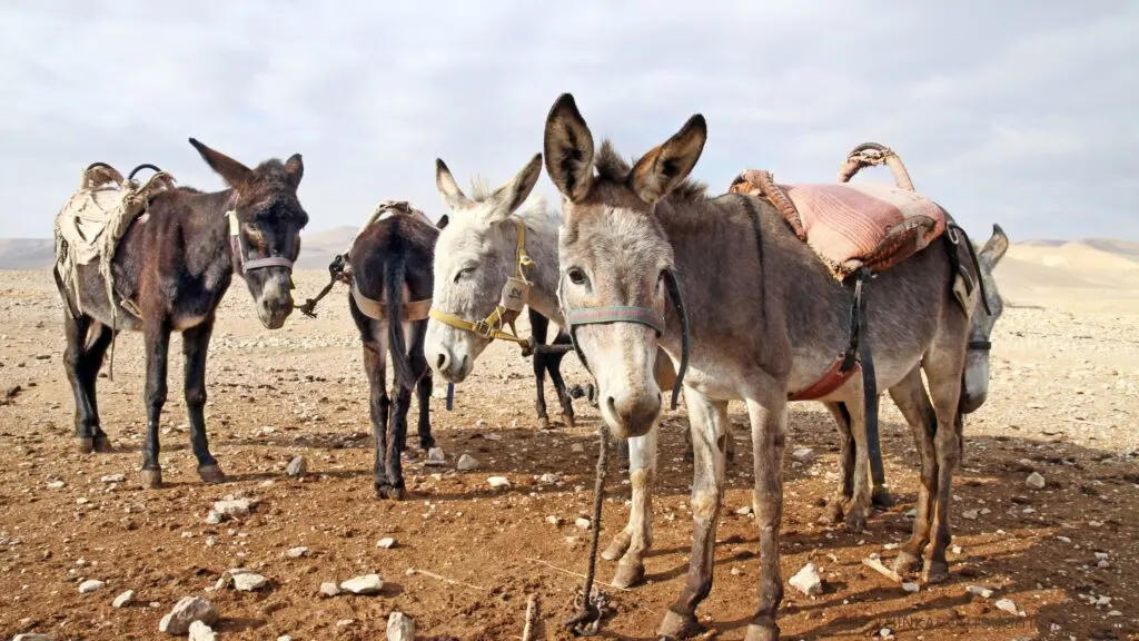 Abdon had 70 donkeys in the desert