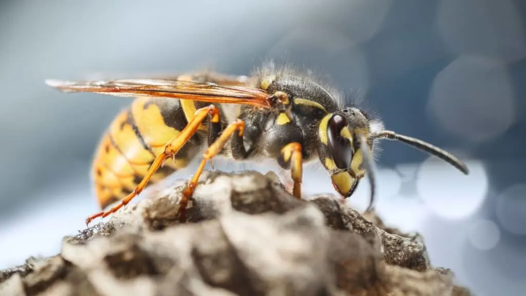 Bible Verses about Hornets and Wasps
