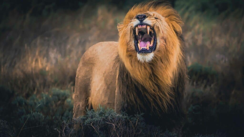 Roaring lion Bible verses