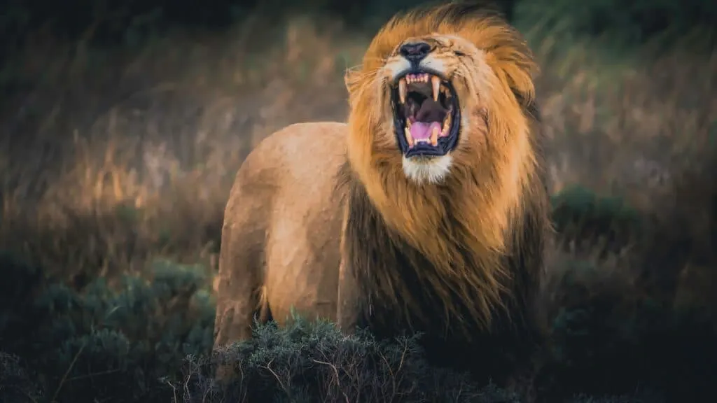 Roaring lion Bible verses