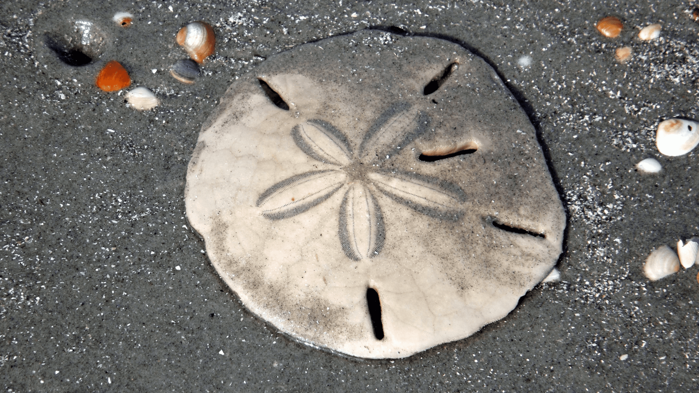 The Sand Dollar Story | Think About Such Things