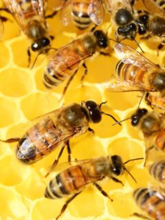 bible study on bees
