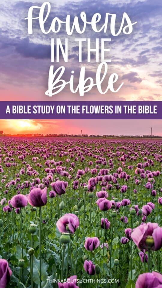 Flowers In The Bible Symbolism Meaning References Think About   Flowers Bible 540x960 