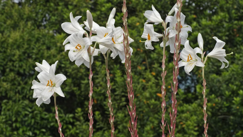 lily of the valley Bible