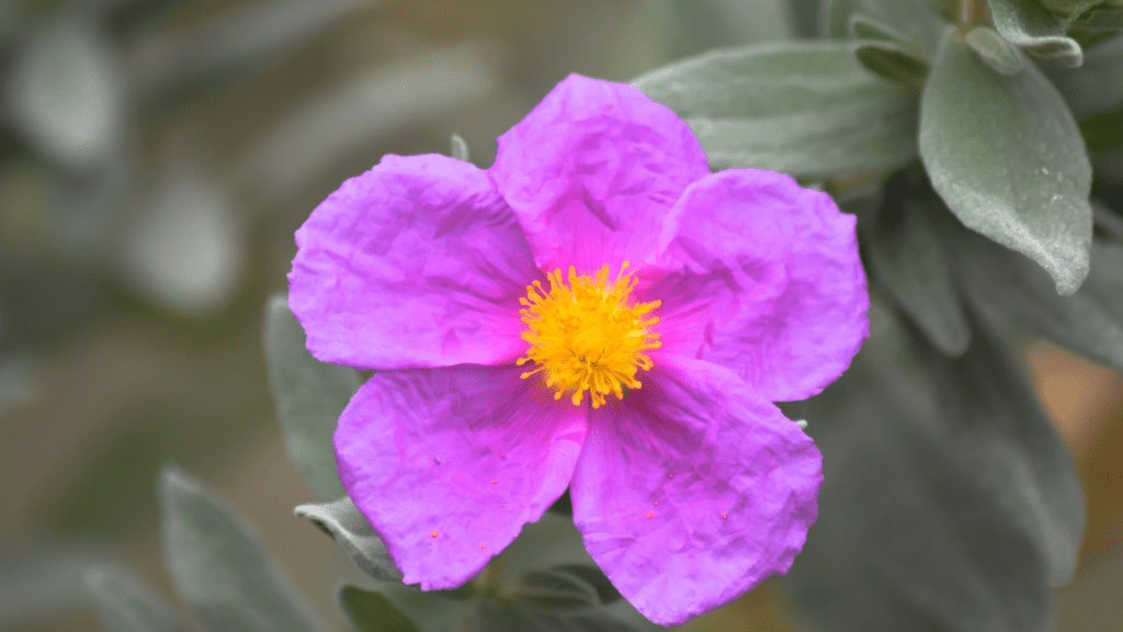 rock rose in the Bible