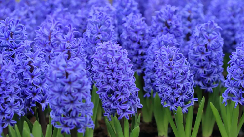Hyacinth in the Bible