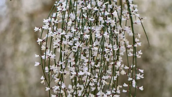 Broom Bush in the Bible