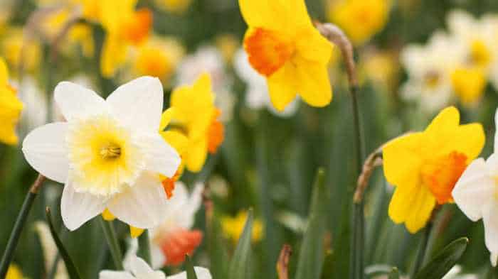 Daffodil in the Bible