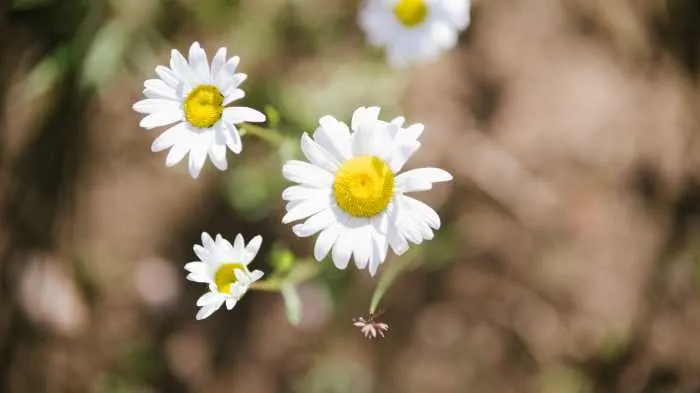 Chamomile flower in scripture