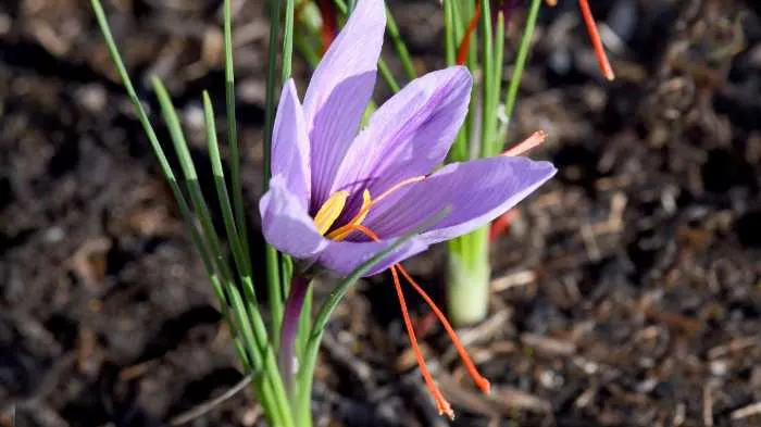 crocus in the Bible