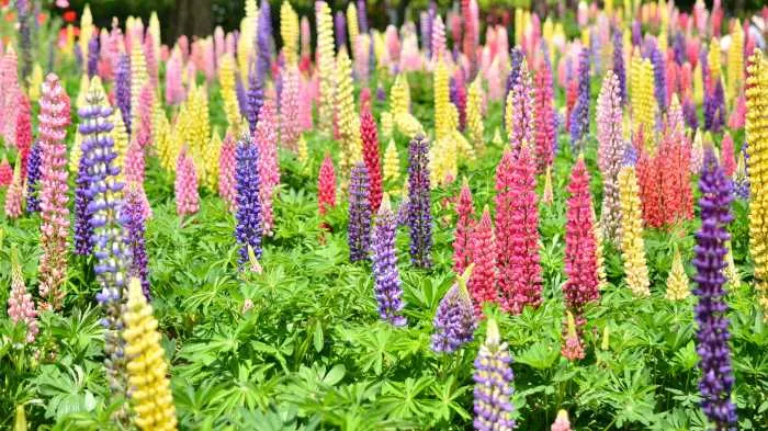 Lupin Flower in the Bible
