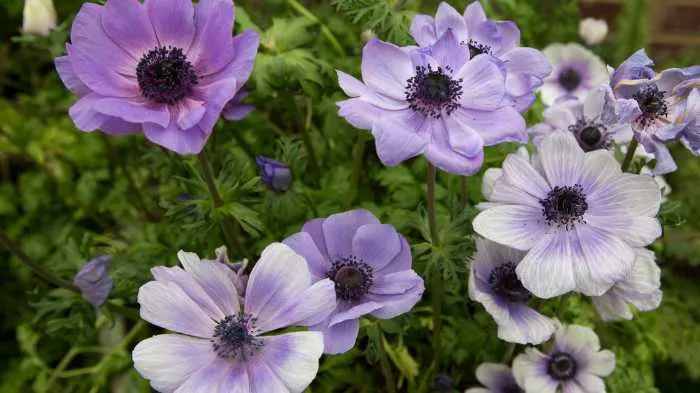 Poppy flower bible