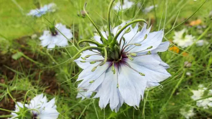 Black Cumin - Nigella Sativa Flower in the Bible