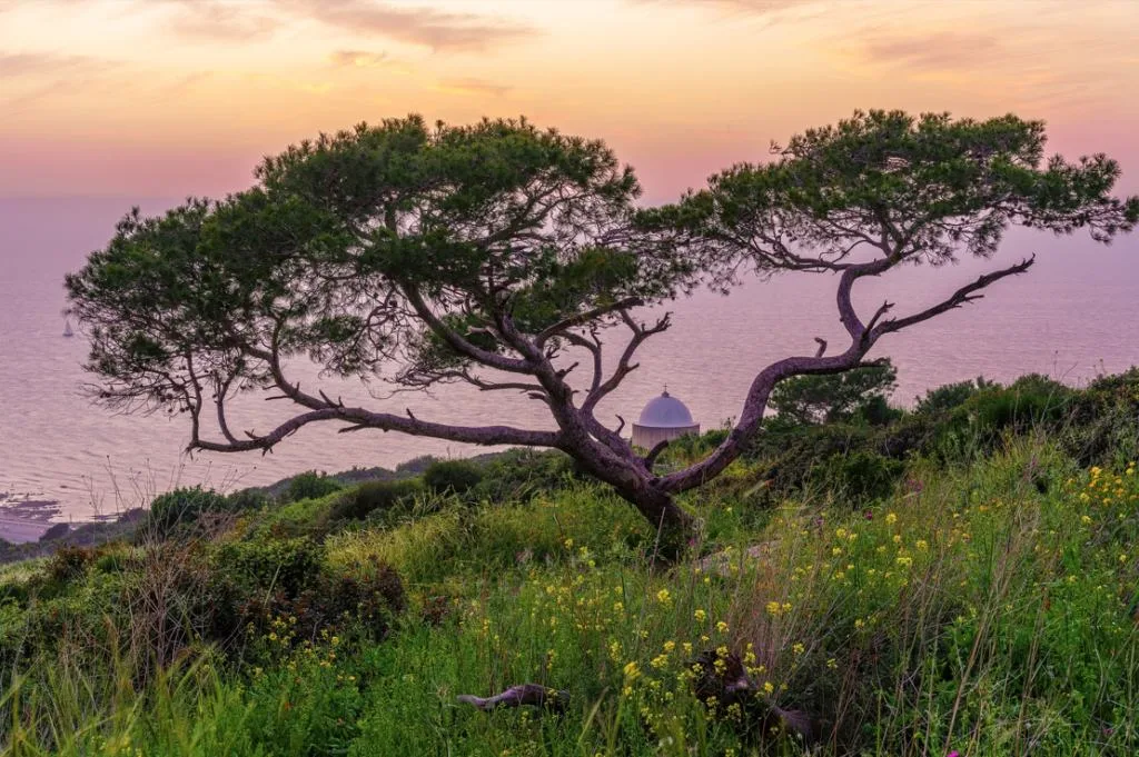 tree on mount carmel