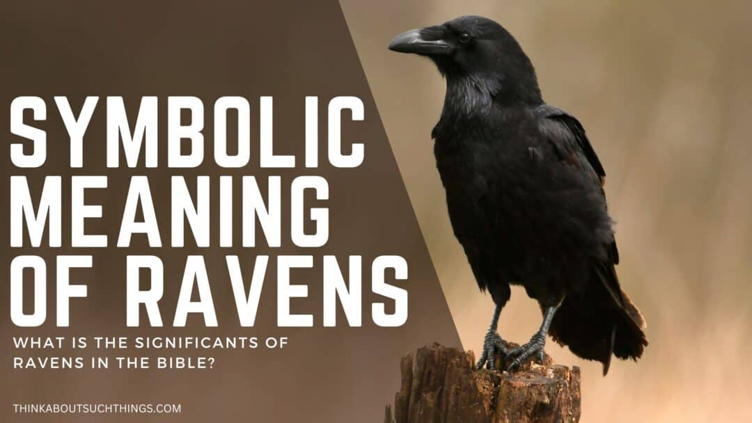 Ravens In The Bible Symbolism, References, & Meaning Think About Such Things