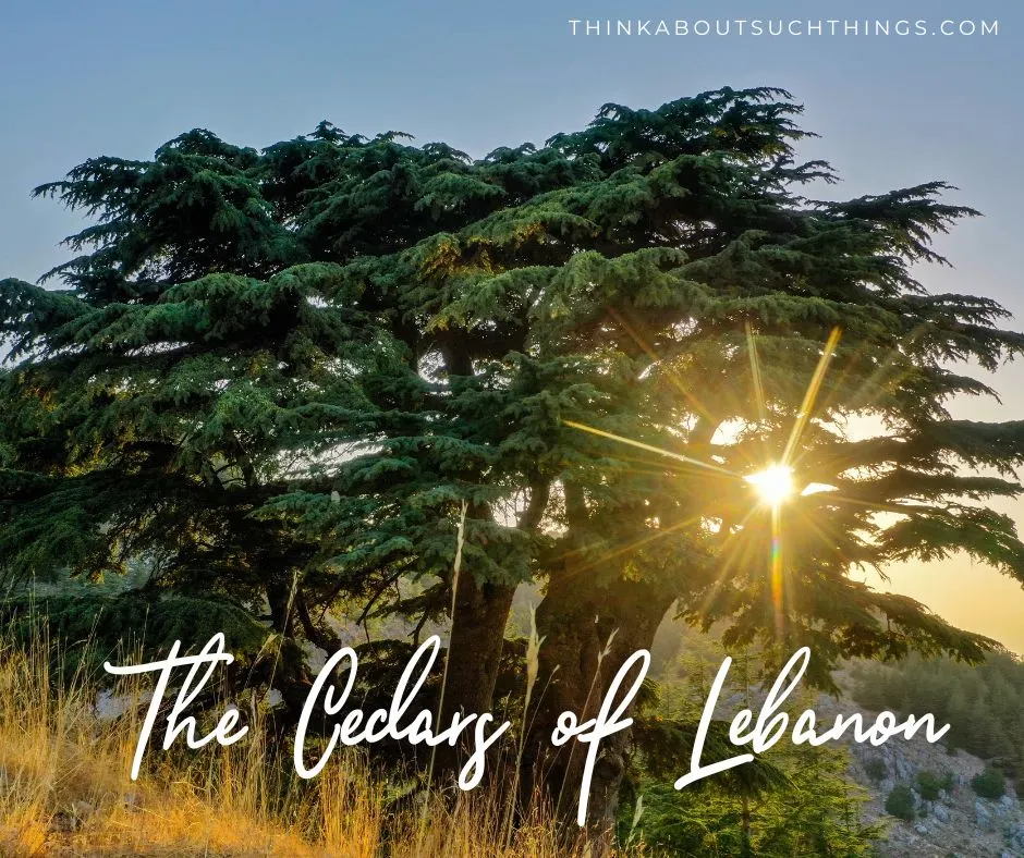 cedars of Lebanon 