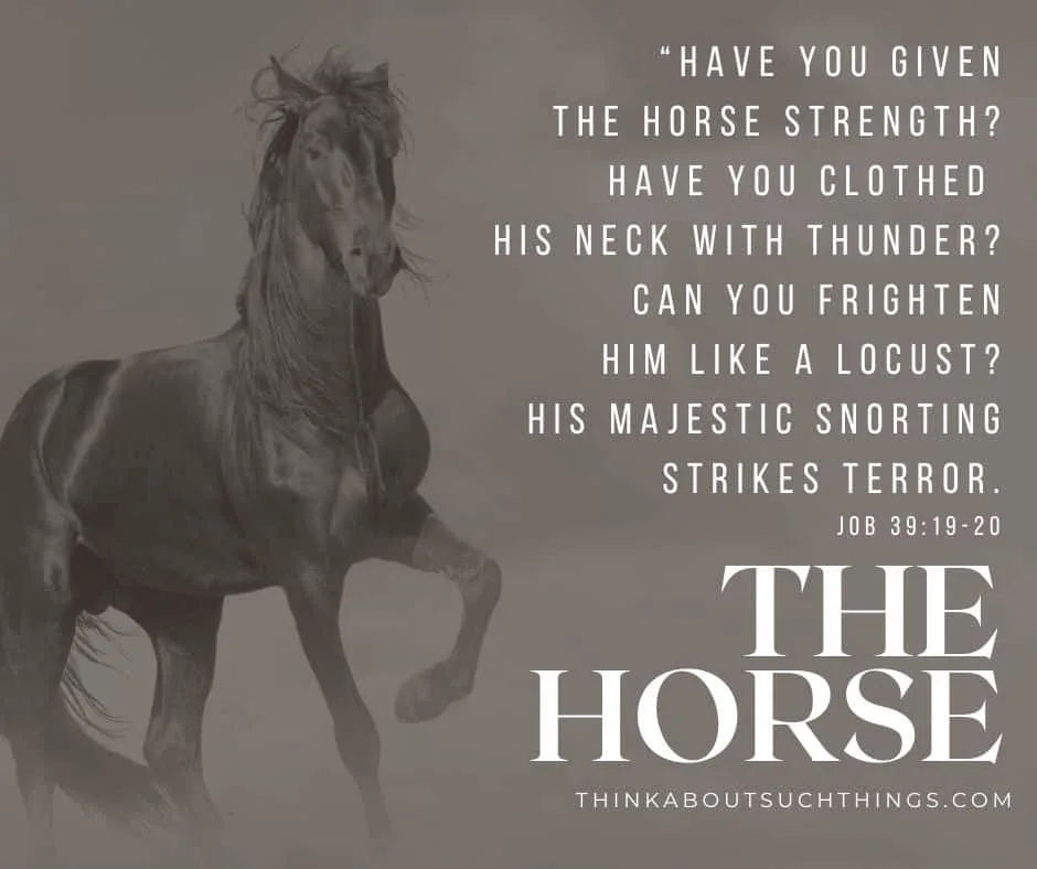 bible verse horse