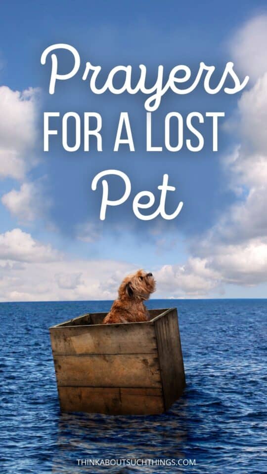 Prayer For A Lost Pet Hope In Times Of Despair Think About Such Things