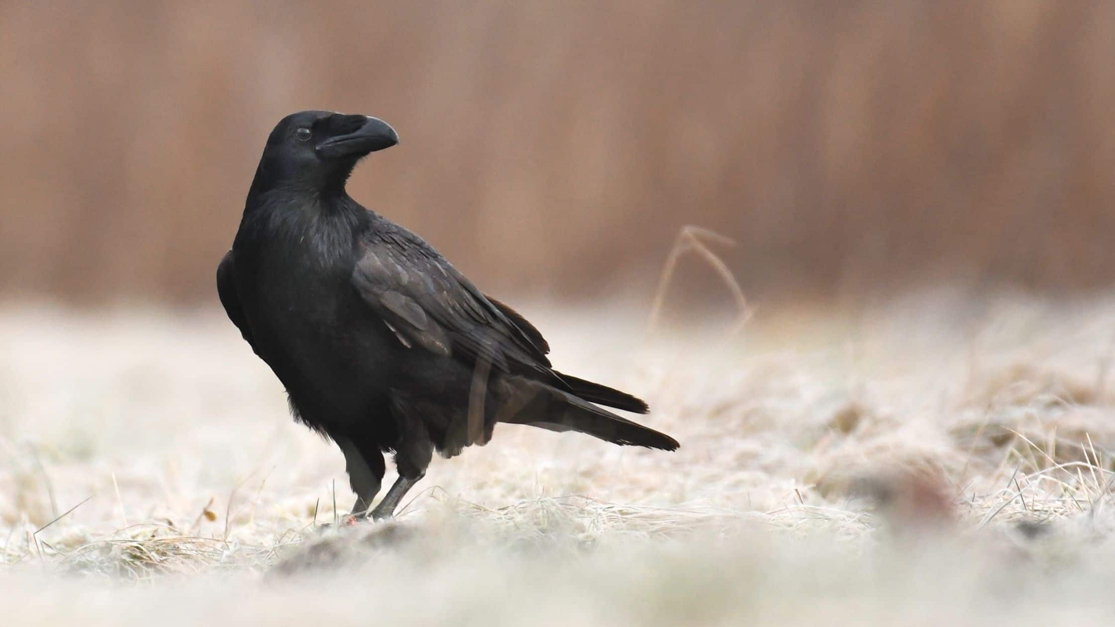 Ravens In The Bible Symbolism, References, & Meaning Think About