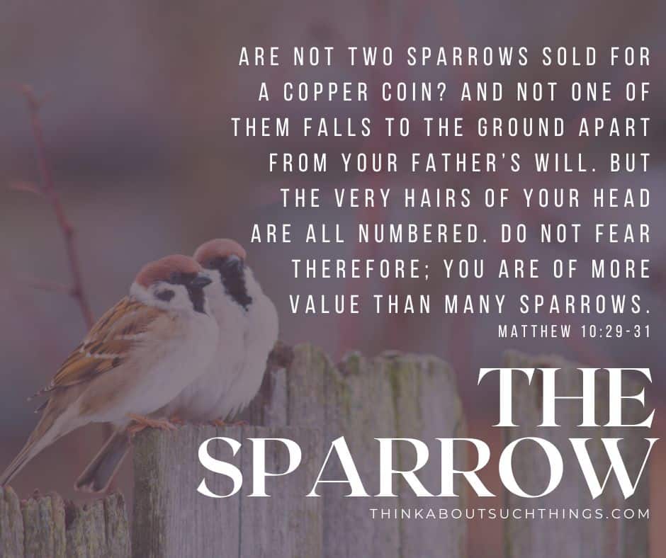 bible verse sparrow