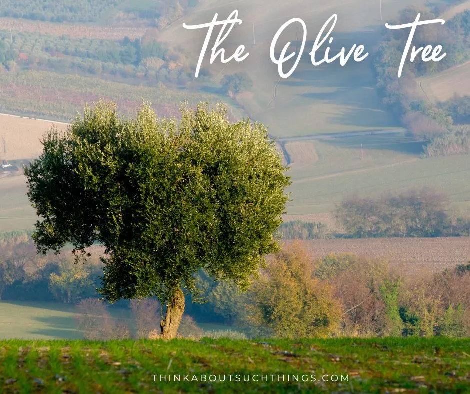 olive tree in the bible

