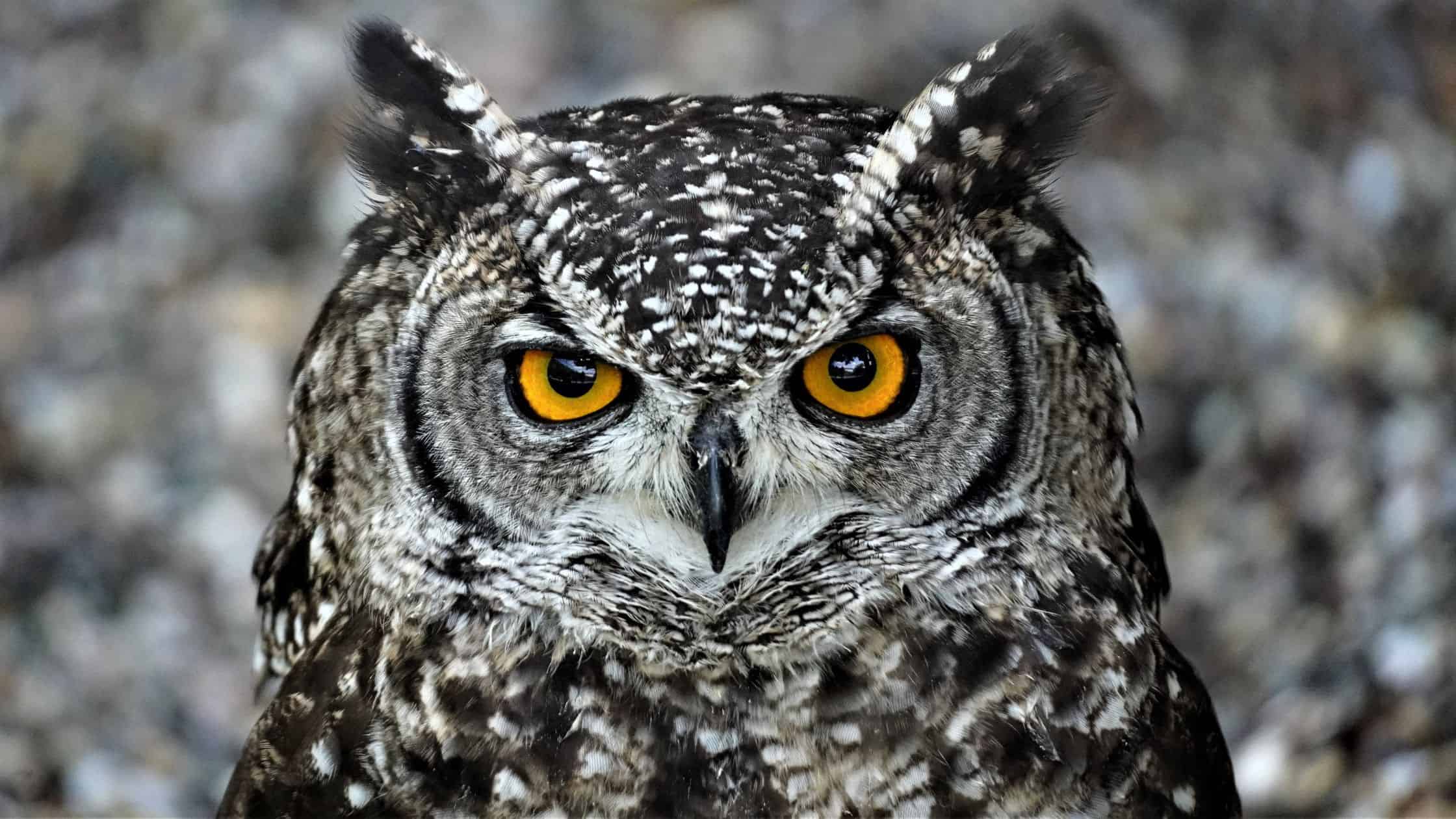 Owls In The Bible Symbolism, Meaning, Verses, And More Think About