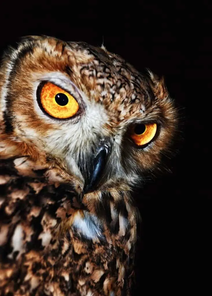 close up picture of an owl