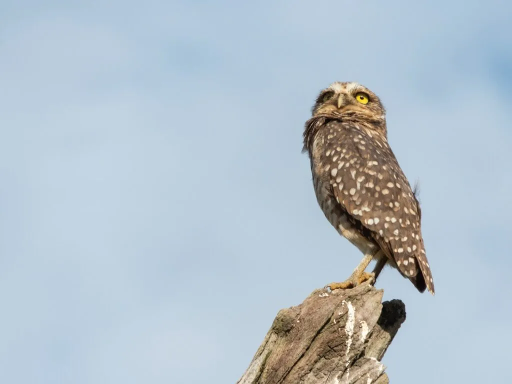 owls found in the Bible