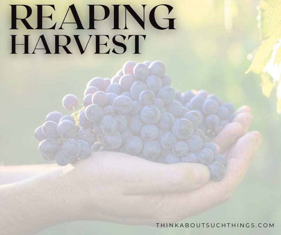 reaping and harvest in the Bible